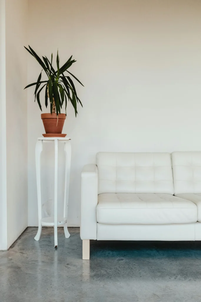 an indoor plant beside a sofa
