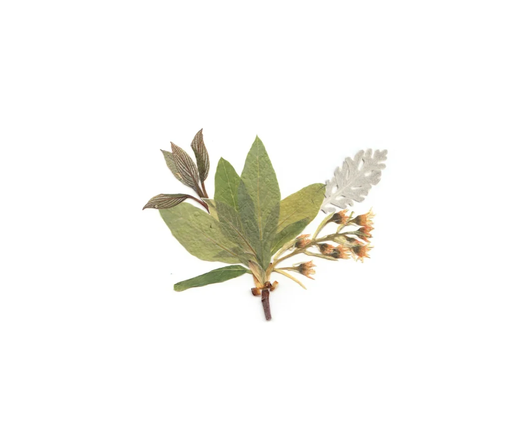 framed pressed flower and leaf